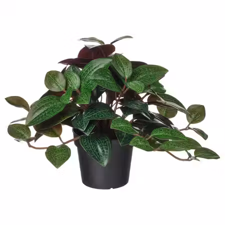 FEJKA Искусственное растение в горшке - д/дома/улицы Драгоценнная орхидея 9 см