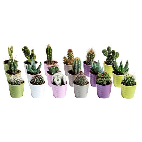 Комнатное растение в горшке CACTACEAE, кактус, различные растения (6 см) - фото 1