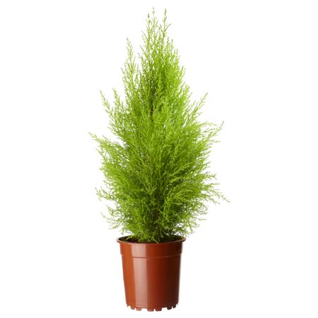 Растение в горшке CUPRESSUS MACROCARPA, кипарис (24 см)