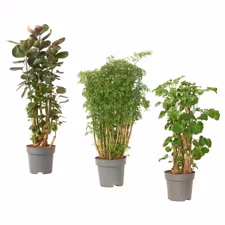 POLYSCIAS ПОЛИСЦИАС Растение в горшке - Аралия/различные растения 24 см