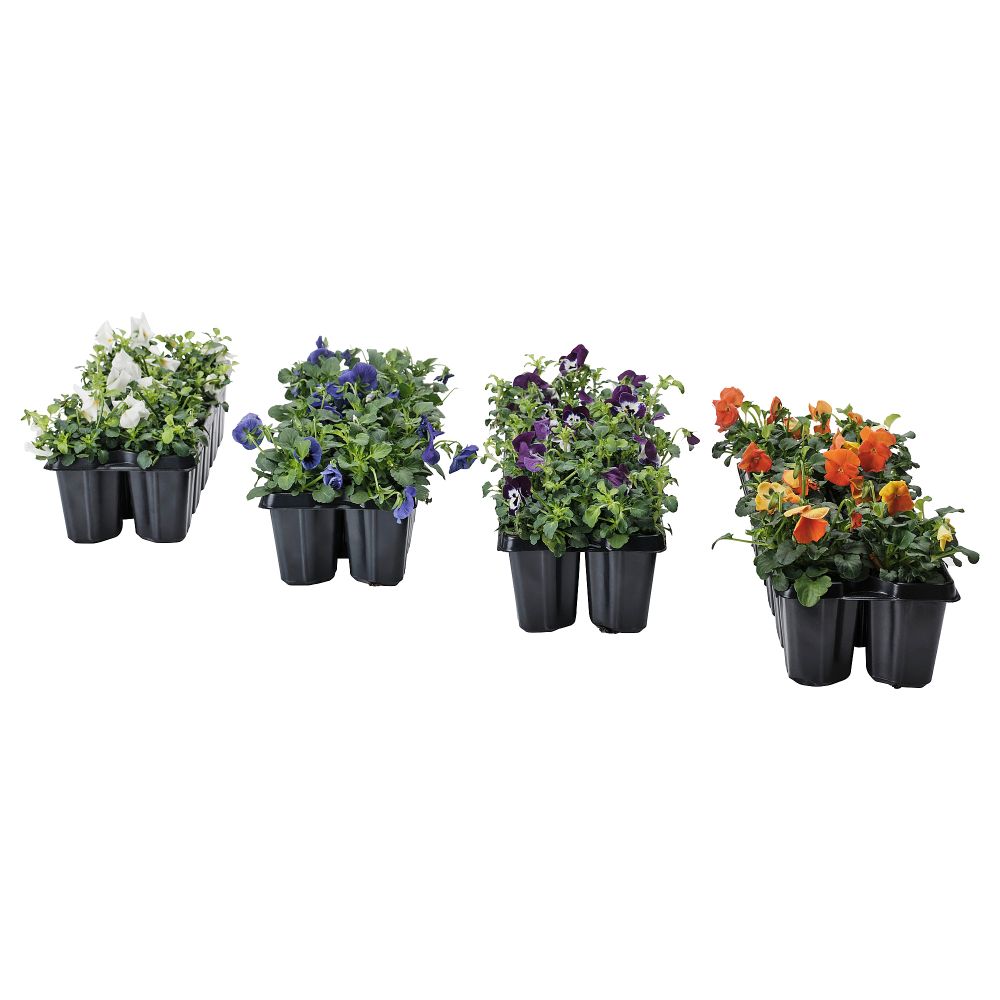 Растение в горшке IKEA VIOLA CORNUTA 205.923.84 - фото 1