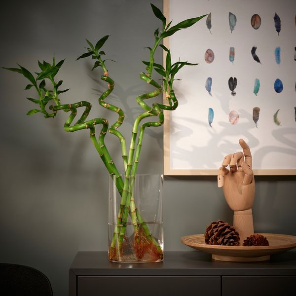 Растение, Драцена Сандера, спираль, 45 см IKEA DRACAENA ДРАЦЕНА 500.645.89 - фото 3