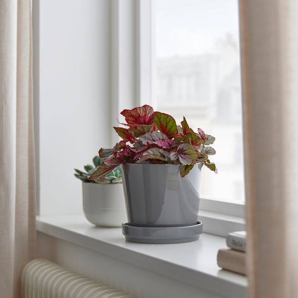 Растение в горшке, бегония, различные растения, 12 см IKEA BEGONIA 605.878.37 - фото 2