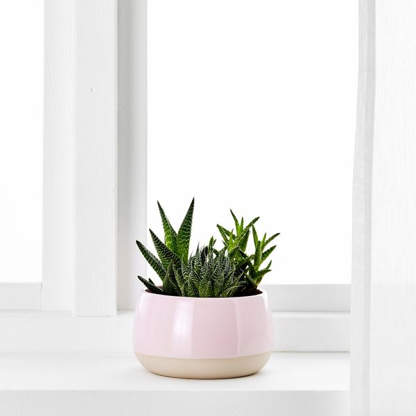 Комнатное растение в горшке, розовый 12 см IKEA SUCCULENT СУККУЛЕНТЫ 003.719.82 - фото 2