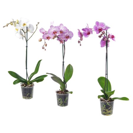 Растение в горшке, 12 cm IKEA PHALAENOPSIS ФАЛЕНОПСИС 303.202.17