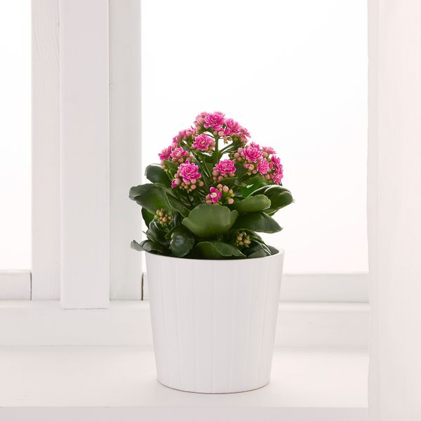 Растение в горшке, Каланхоэ Блосфельда 12 см IKEA KALANCHOE КАЛАНХОЭ 203.719.19 - фото 2