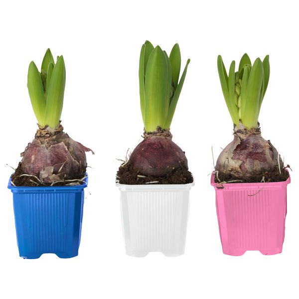 Комн растение, 1 лквц HYACINTHUS, Гиацинт разные цвета (7 см) - схема-чертеж с размерами