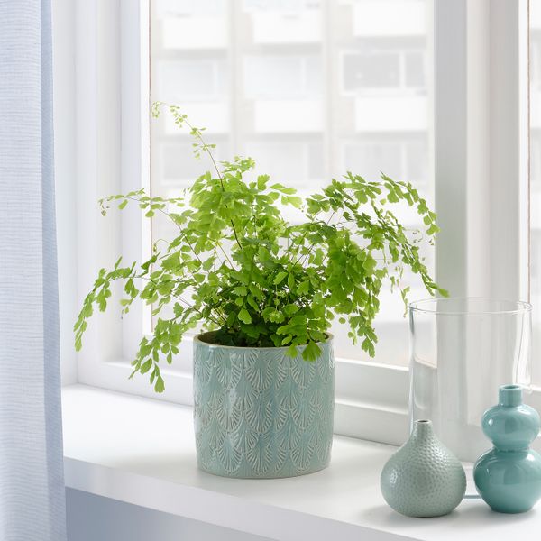 Кашпо, для дома, улицы голубой 12 см IKEA CHIAFRÖN ЧИАФРЁН 604.833.64 - фото 3