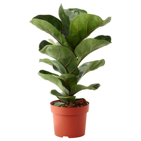 Растение в горшке, фикус лировидный, 12 см IKEA FICUS ФИКУС LYRATA BAMBINO 104.853.65