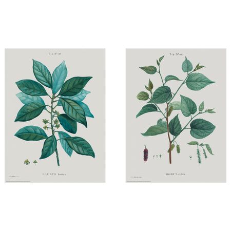 Постер, Ботанические рисунки I, 30x40 см IKEA DRÖMBILD ДРЁМБИЛЬД 404.524.05