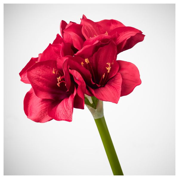 Цветок искусственный СМИККА, Амариллис красный (60 см) - схема-чертеж с размерами