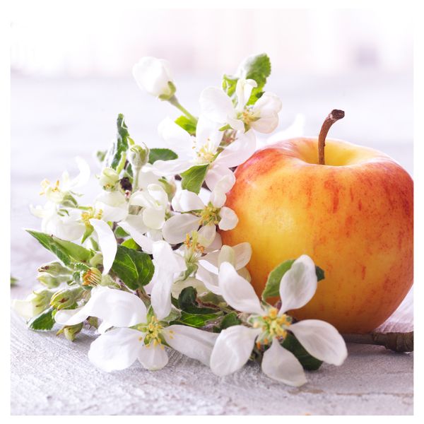 Формовая свеча, ароматическая, 3 шт КОРНИГ, яблоневый цвет, розовый - схема-чертеж с размерами