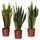 Растение в горшке SANSEVIERIA TRIFASCIATA, Сансеверия трехполосая, различные растения (17 см)