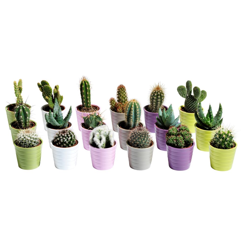 Комнатное растение в горшке CACTACEAE, кактус, различные растения (6 см) - фото 1