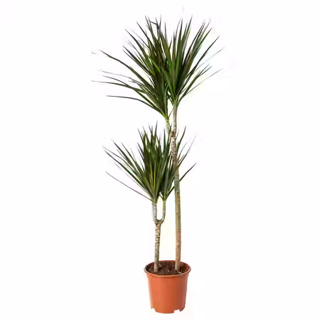 DRACAENA MARGINATA Растение в горшке