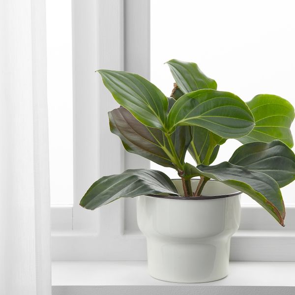 Кашпо, для дома, улицы/белый 15 см IKEA CITRONSYRA ЦИТРОНСЮРА 303.874.01 - схема-чертеж с размерами