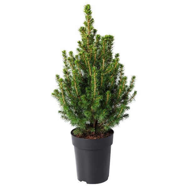 Растение в горшке, белая ель, 15 см IKEA ПИЦЕЯ ГЛАУКА КОНИКА 703.758.87 - схема-чертеж с размерами