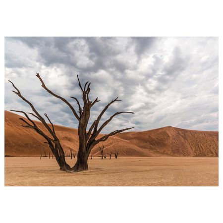 Картина, Дерево в пустыне 100x70 см IKEA PJÄTTERYD ПЬЕТТЕРИД 405.004.30