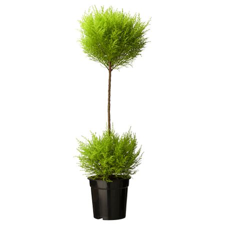 Растение в горшке CUPRESSUS MACROCARPA, кипарис, Кипарис крупноплодный (21 см)