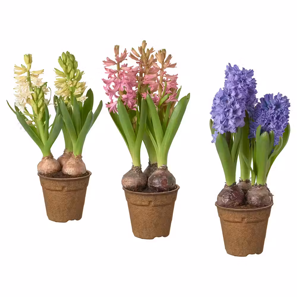 HYACINTHUS Растение в горшке - разные цвета 12 см - фото 1