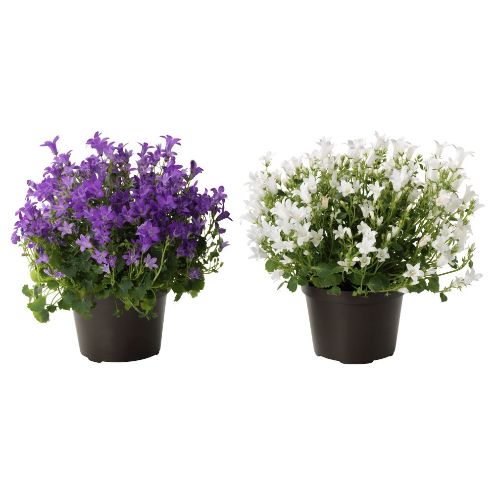 Растение в горшке CAMPANULA PORTENSCHLAGIANA, колокольчик (10.5 см) - фото 1