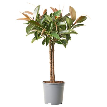 Растение в горшке, фикус лировидный 21 см IKEA FICUS ФИКУС 605.231.62