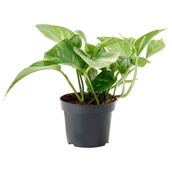 Растение в горшке, золотистый лотос 12 см IKEA EPIPREMNUM ЭПИПРЕМНУМ 505.007.74 - фото 1