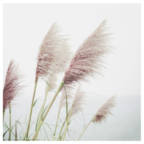 Картина, Морской овес 30x30 см IKEA FRIDENE ФРИДЕНЭ 504.487.24 - фото 1