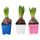 Комн растение, 1 лквц HYACINTHUS, Гиацинт разные цвета (7 см)