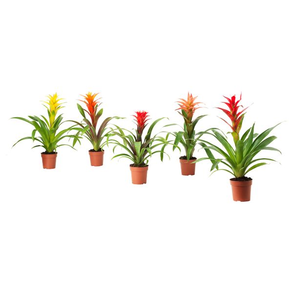 Растение в горшке, Бромелия/различные растения 12 см IKEA BROMELIACEAE БРОМЕЛИЯ 903.808.97 - фото 1