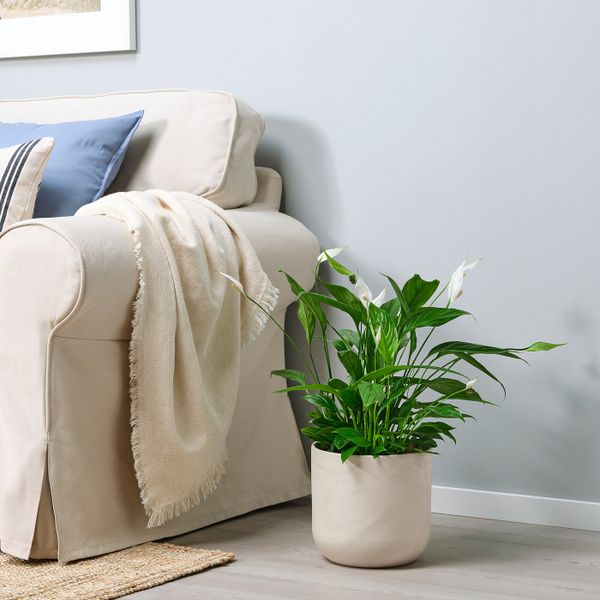 Кашпо, для дома, улицы бежевый/серый 19 см IKEA BACKSMULTRON БАККСМУЛТРОН 104.810.08 - фото 3