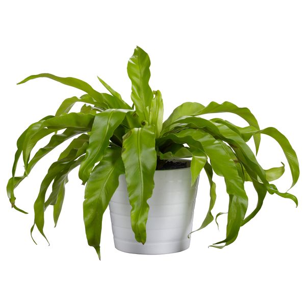 Кашпо КАРДЕМУММА, белый, различные орнаменты - фото 2