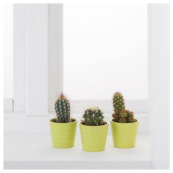 Комнатное растение в горшке CACTACEAE, кактус, различные растения (6 см) - фото 2