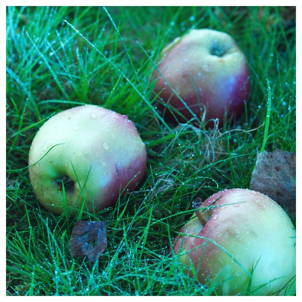 Свеча греющая ароматическая СИНЛИГ, темно-зеленый, Зимние яблоки - схема-чертеж с размерами