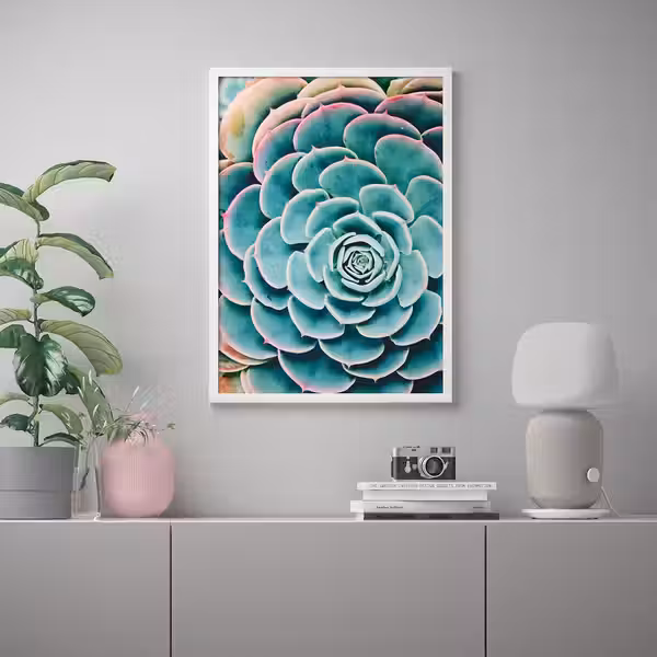 BILD Постер - Суккулент 50x70 см - схема-чертеж с размерами