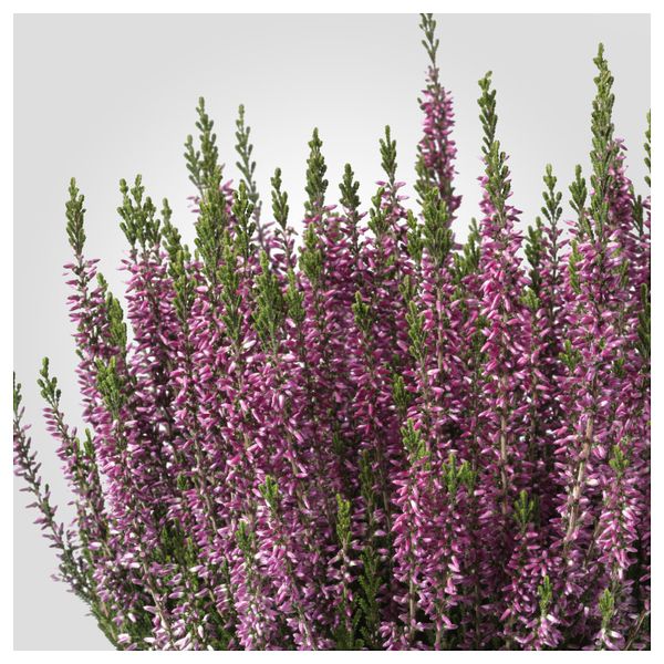 Растение в горшке, вереск, разные цвета, 13 см IKEA КАЛЛУНА 003.753.53 - схема-чертеж с размерами