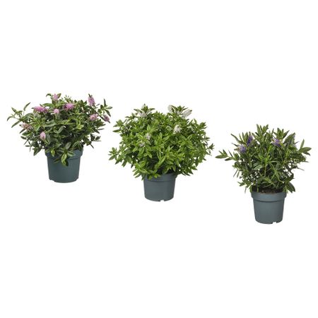 Растение в горшке, Вероника кустовая, 17 см IKEA HEBE 905.923.85