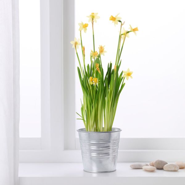 Растение в горшке, различные растения, 12 см IKEA ЛЁКАРИД 403.927.51 - фото 3