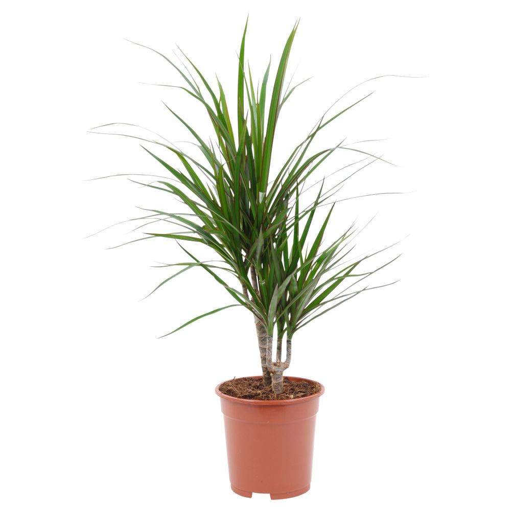 Растение в горшке DRACAENA МARGINATA, Драцена окаймленная, 2 стебля (17 см) - схема-чертеж с размерами