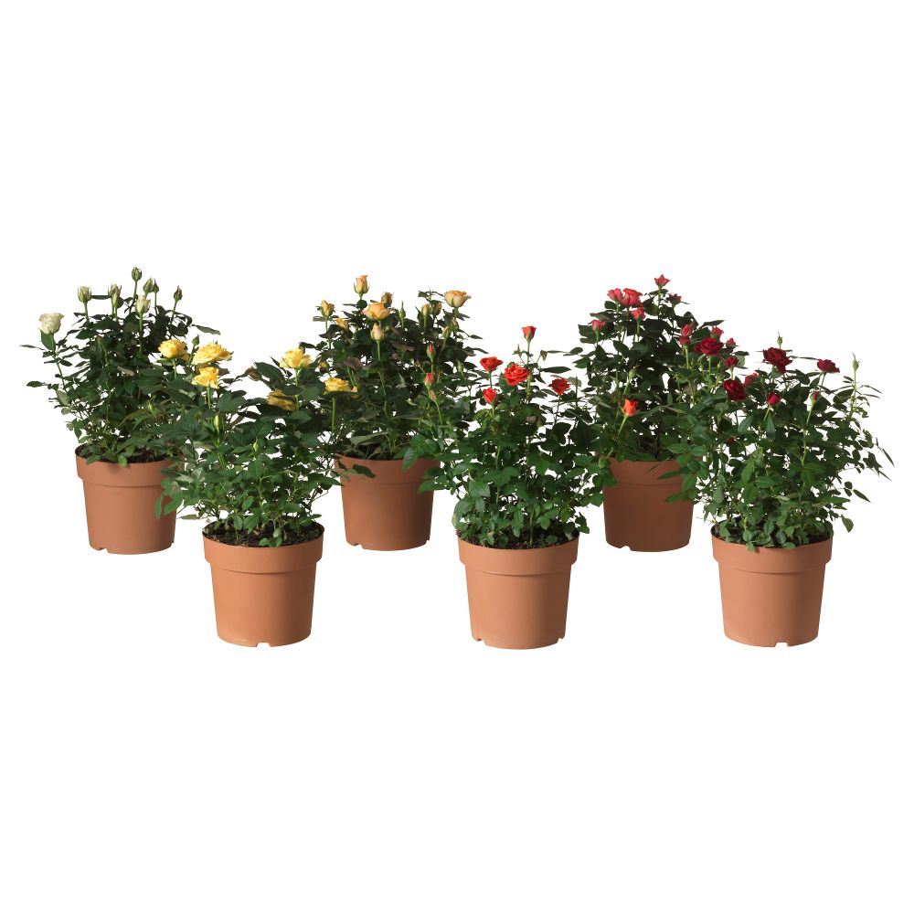 Растение в горшке РОЗА, Роза (17 см) - схема-чертеж с размерами