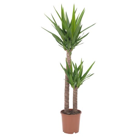 Растение в горшке, Юкка слоновая/2 стебля 24 см IKEA YUCCA ELEPHANTIPES ЮККА СЛОНОВАЯ 803.719.64