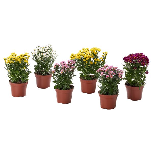 Растение в горшке CHRYSANTHEMUM, Хризантема разные цвета (12 см) - фото 1