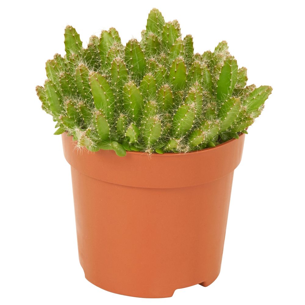 Растение в горшке, 10.5 см, Царица ночи IKEA HYLOCEREUS UNDATUS 805.554.25 - фото 1