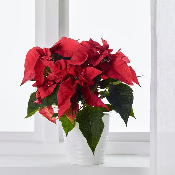 Растение в горшке, 13 см, "Рождественская звезда" IKEA POINSETTIA 405.617.01 - фото 5