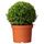 Растение в горшке BUXUS SEMPERVIRENS, самшит, шар (21 см)