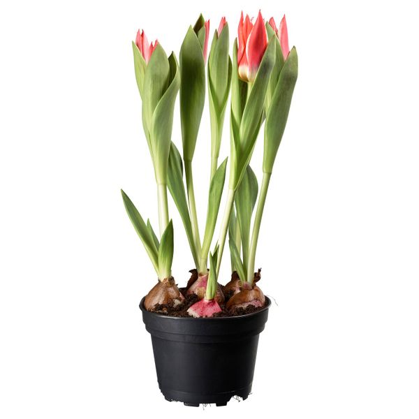 Растение в горшке, различные растения, 12 см IKEA ЛЁКАРИД 403.927.51 - схема-чертеж с размерами