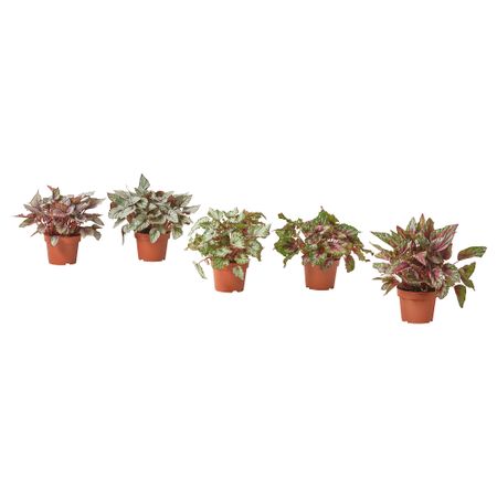 Растение в горшке, бегония, различные растения, 12 см IKEA BEGONIA 605.878.37