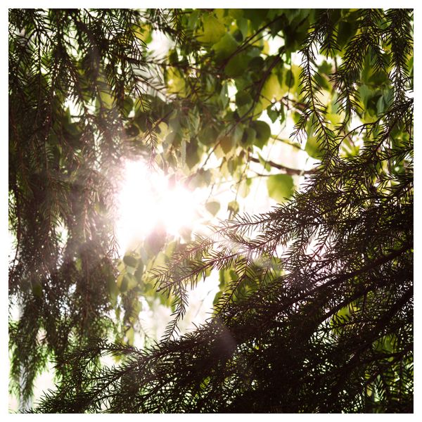 Ароматическая свеча в стакане, сосна/черный 8 см IKEA FRAMFÄRD ФРАМФЭРД 704.967.90 - схема-чертеж с размерами