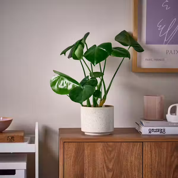 SANDKÖRSBÄR Кашпо - д/дома/улицы/бежевый 12 см - фото 2