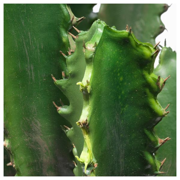 Искусственное растение в горшке ФЕЙКА, кактус (21 см) - фото 2